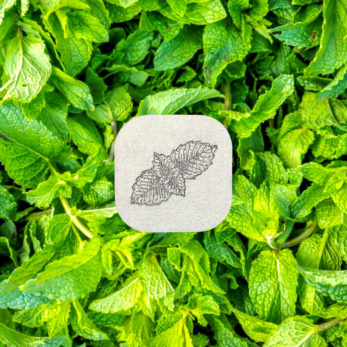 Spearmint (Mentha spicata) - Aroma Stickers