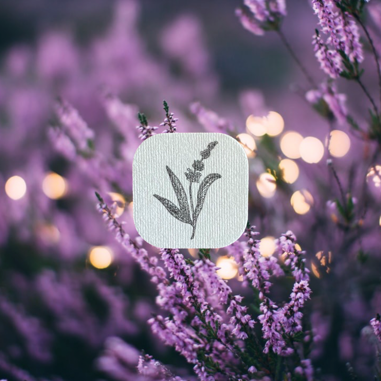 Lavender (Lavandula augustifolia) - Aroma Stickers