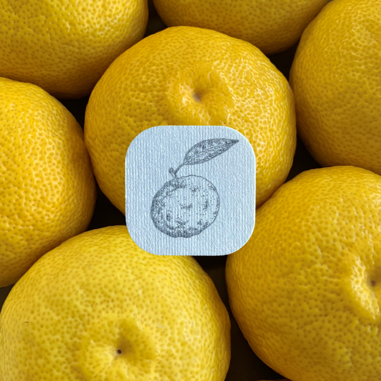 Yuzu (Citrus junos) - Aroma Stickers